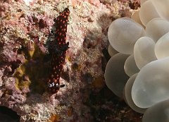 Raja Ampat 2016 - Nembrotha sp6 - Nudibranch - IMG_4370_rc